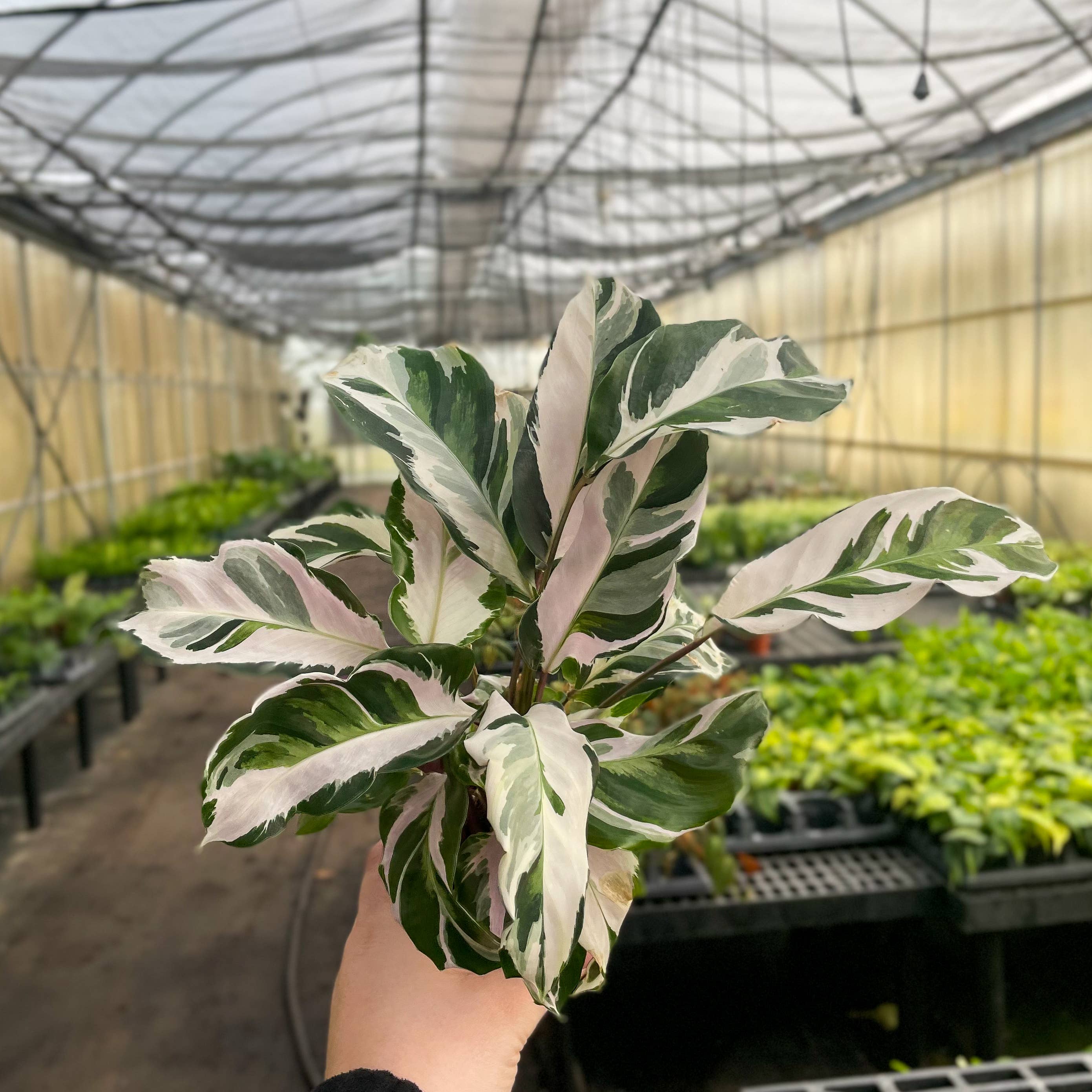 Calathea 'Stella' -4”