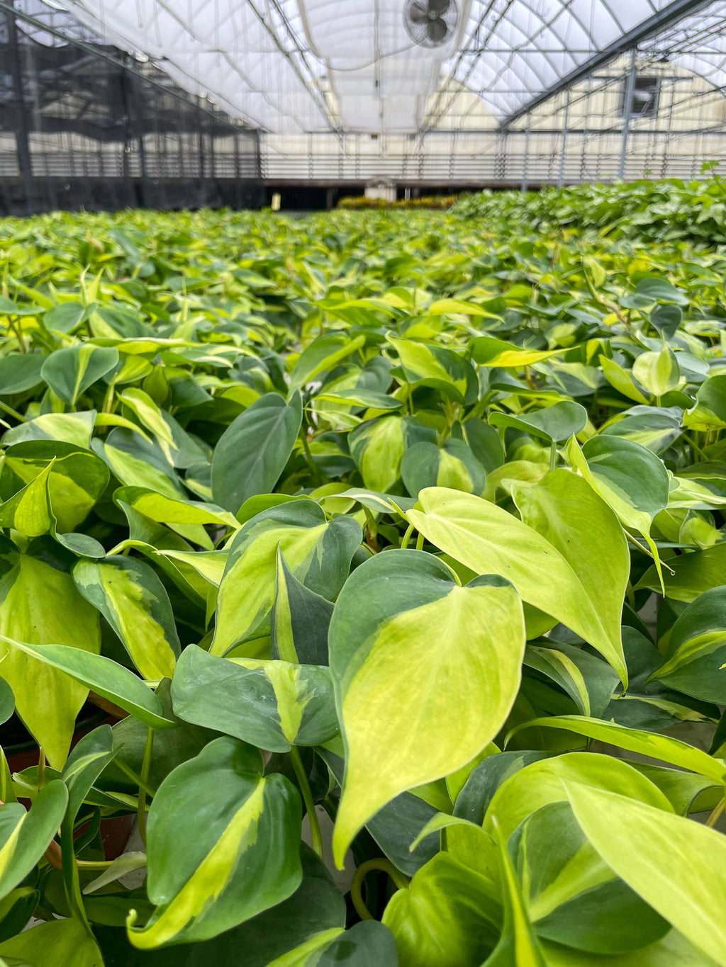 Brazil Philodendron - 4”