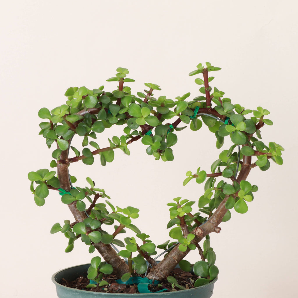 Jade Heart Bonsai 4”