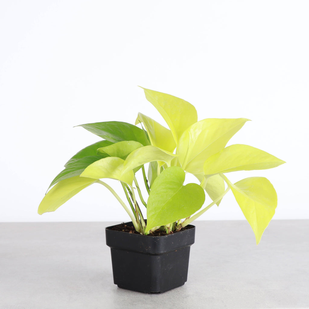 Neon Pothos Plant - 3”