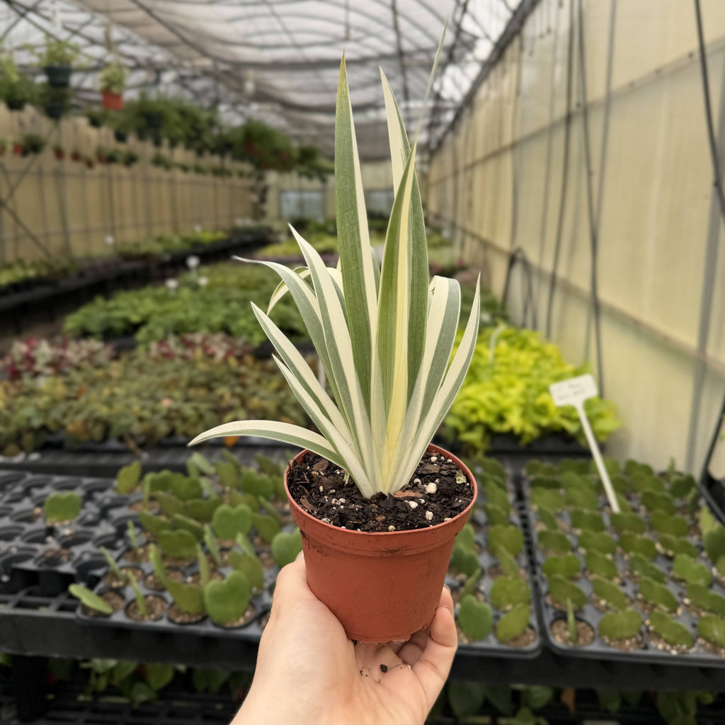 Variegated Iris Japonica - Fringed Iris - Live Perennial