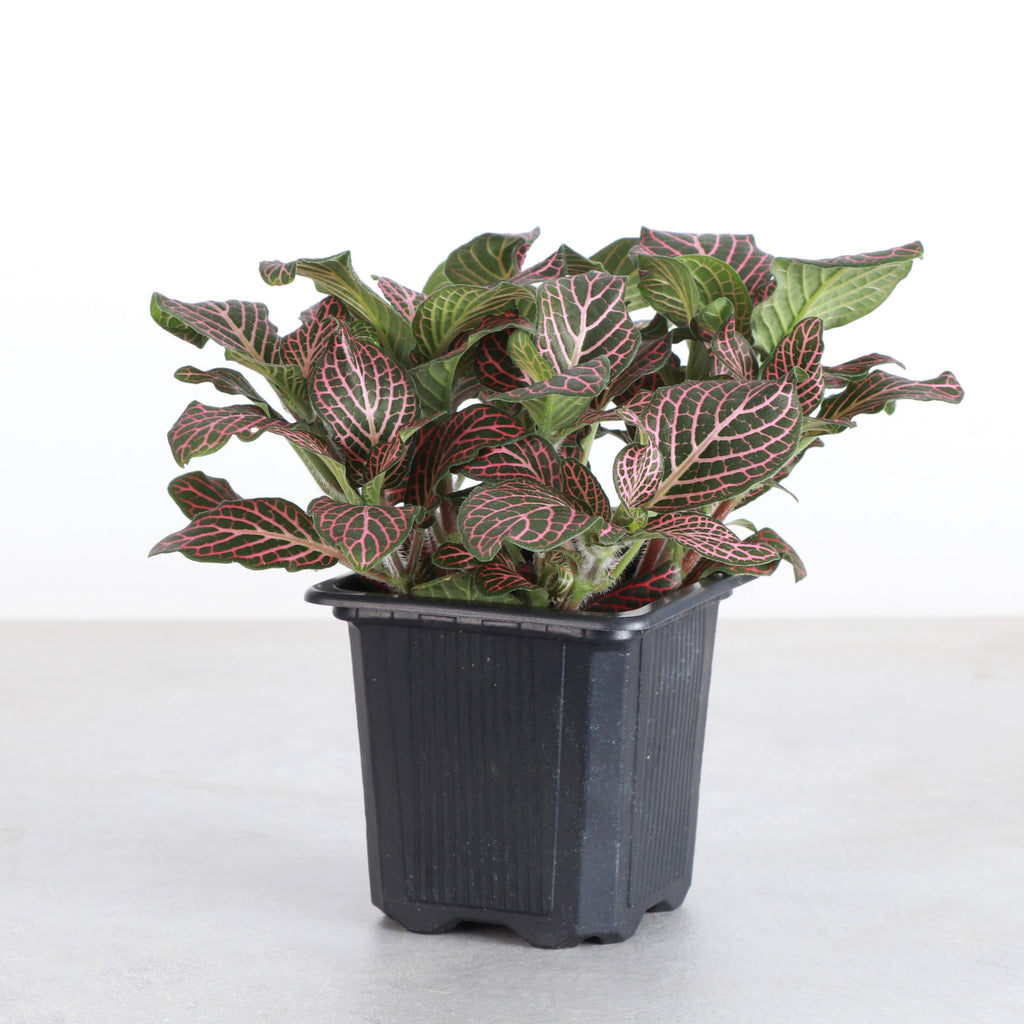 Pink Fittonia Nerve Plant -3”