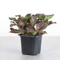 Pink Fittonia Nerve Plant -3”