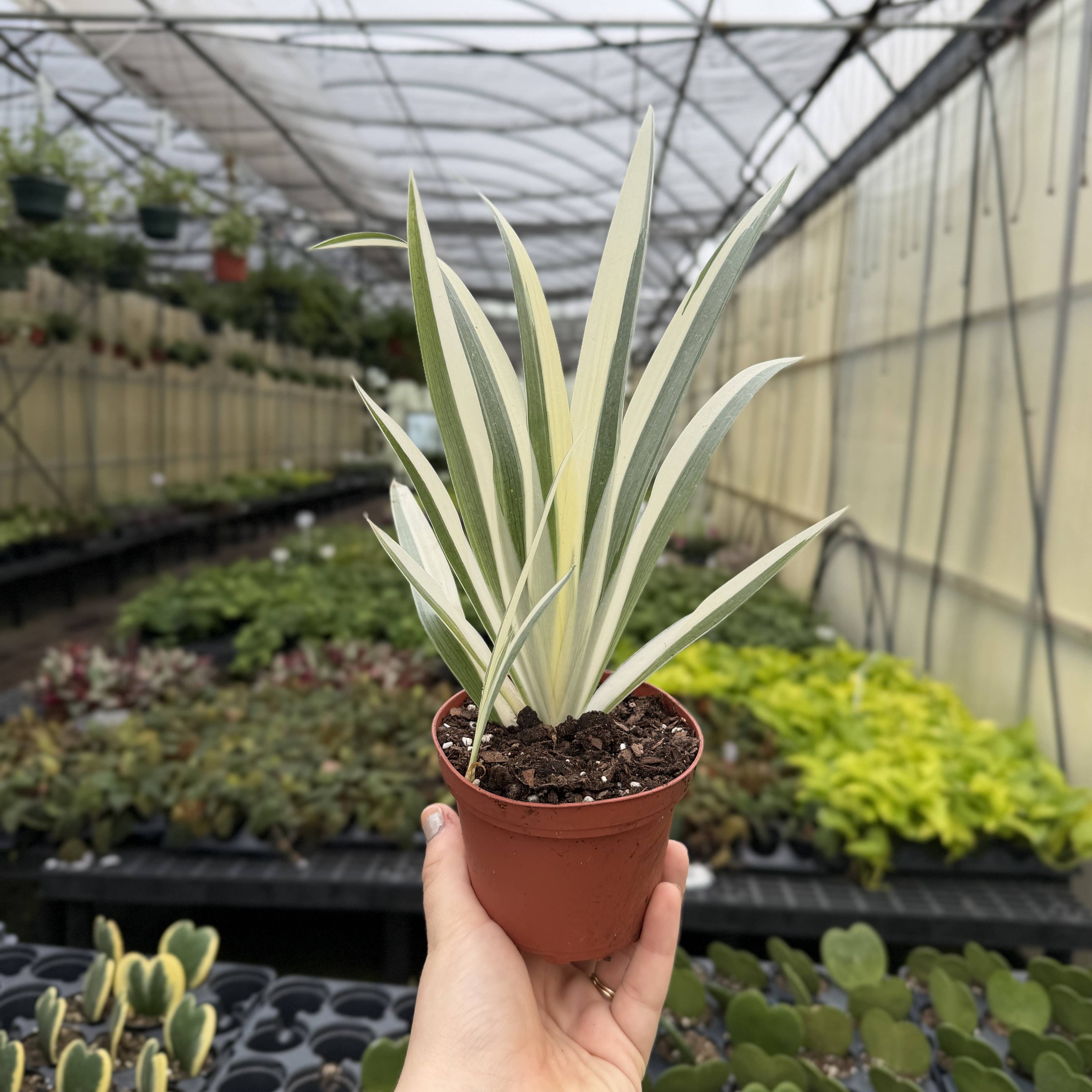 Variegated Iris Japonica - Fringed Iris - Live Perennial