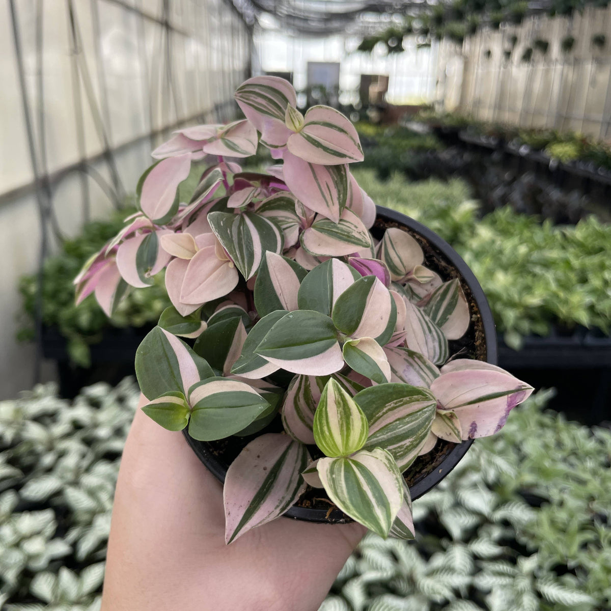 Tradescantia Quadricolor - 4" Live Plant