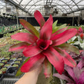 Bromeliad Neoregelia 'Neos' - Live Plant