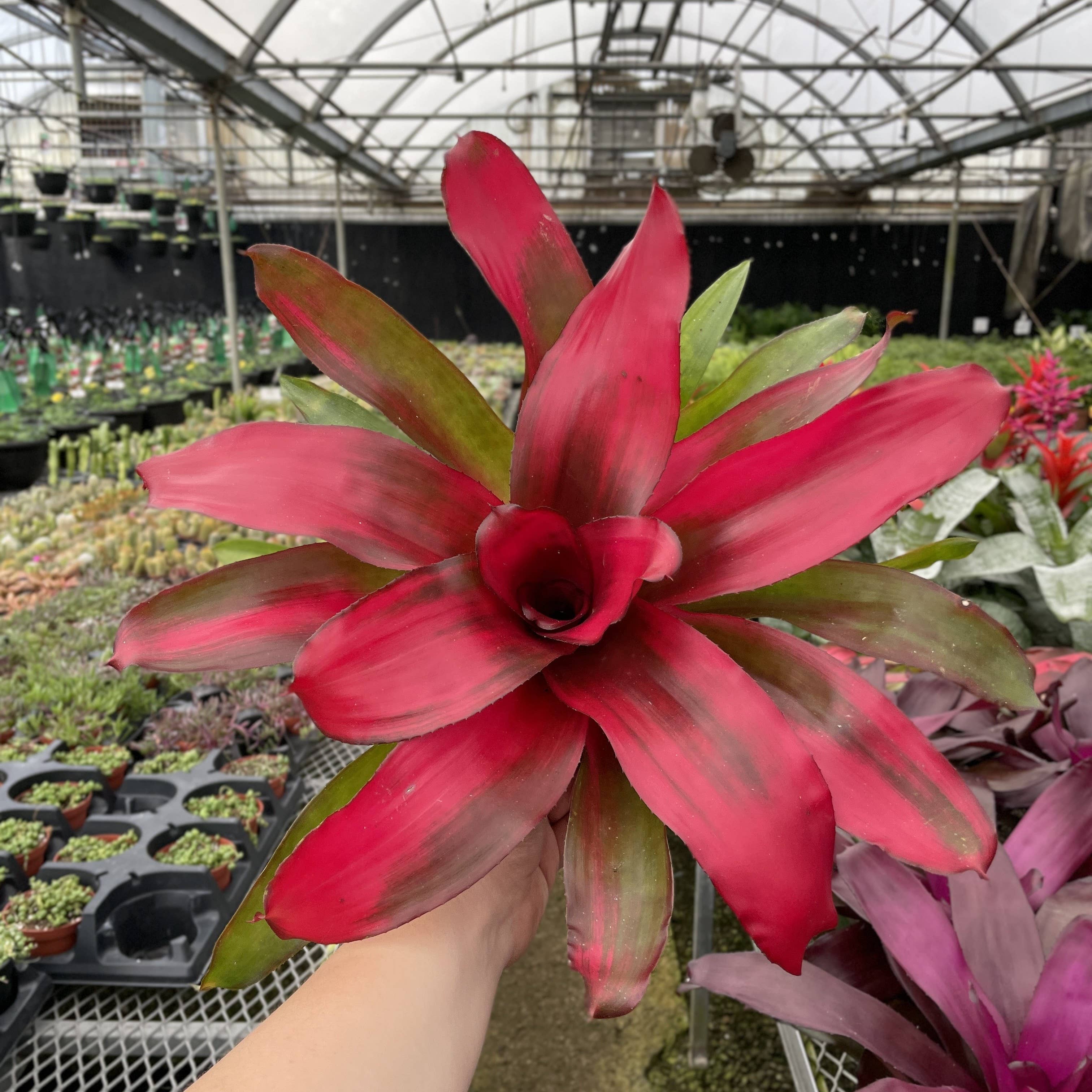 Bromeliad Neoregelia 'Neos' - Live Plant