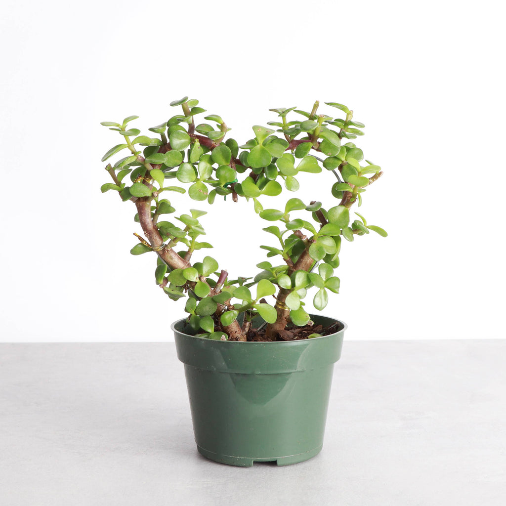 Jade Heart Bonsai 4”