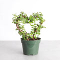 Jade Heart Bonsai 4”