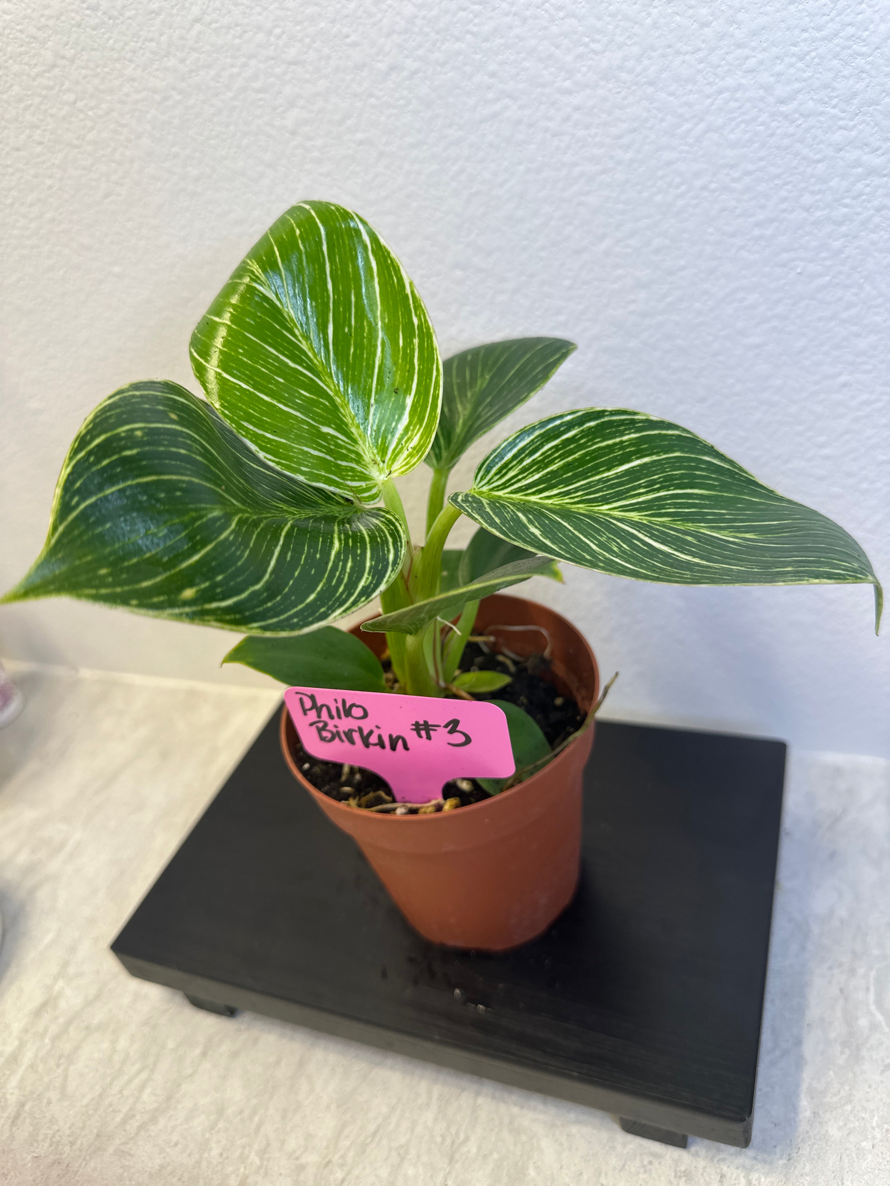 Philodendron Birkin – 4” Nursery Pot