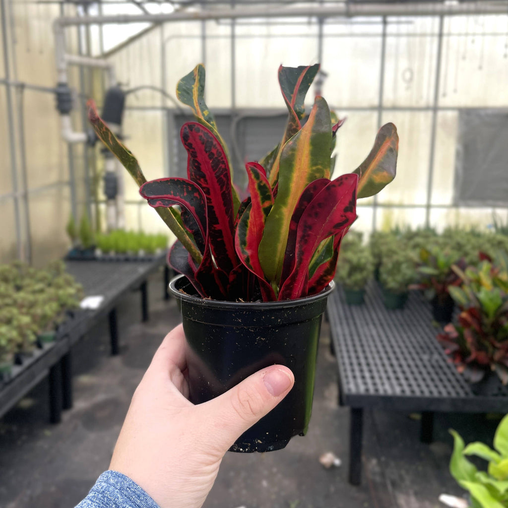 Mammy Croton - 3”