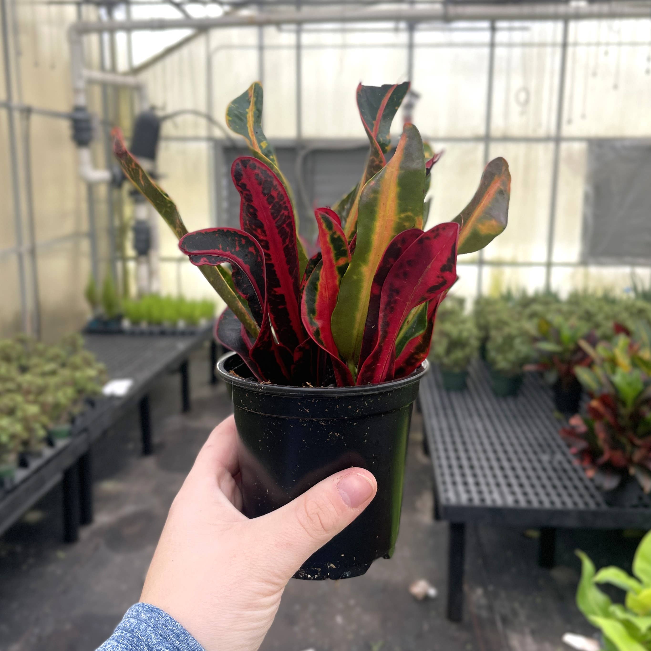 Mammy Croton - 3”