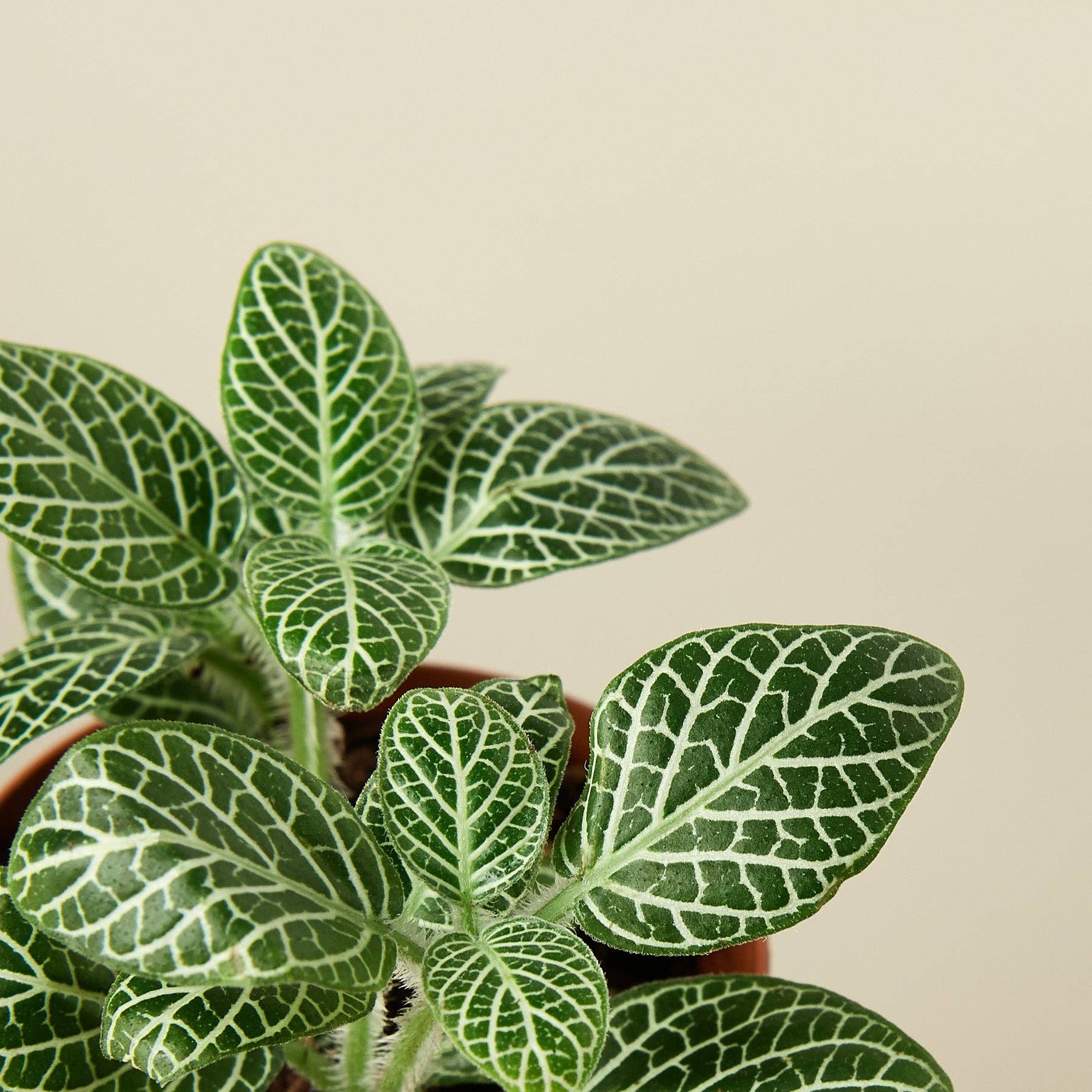 Fittonia White Live Plant, 3-Inch