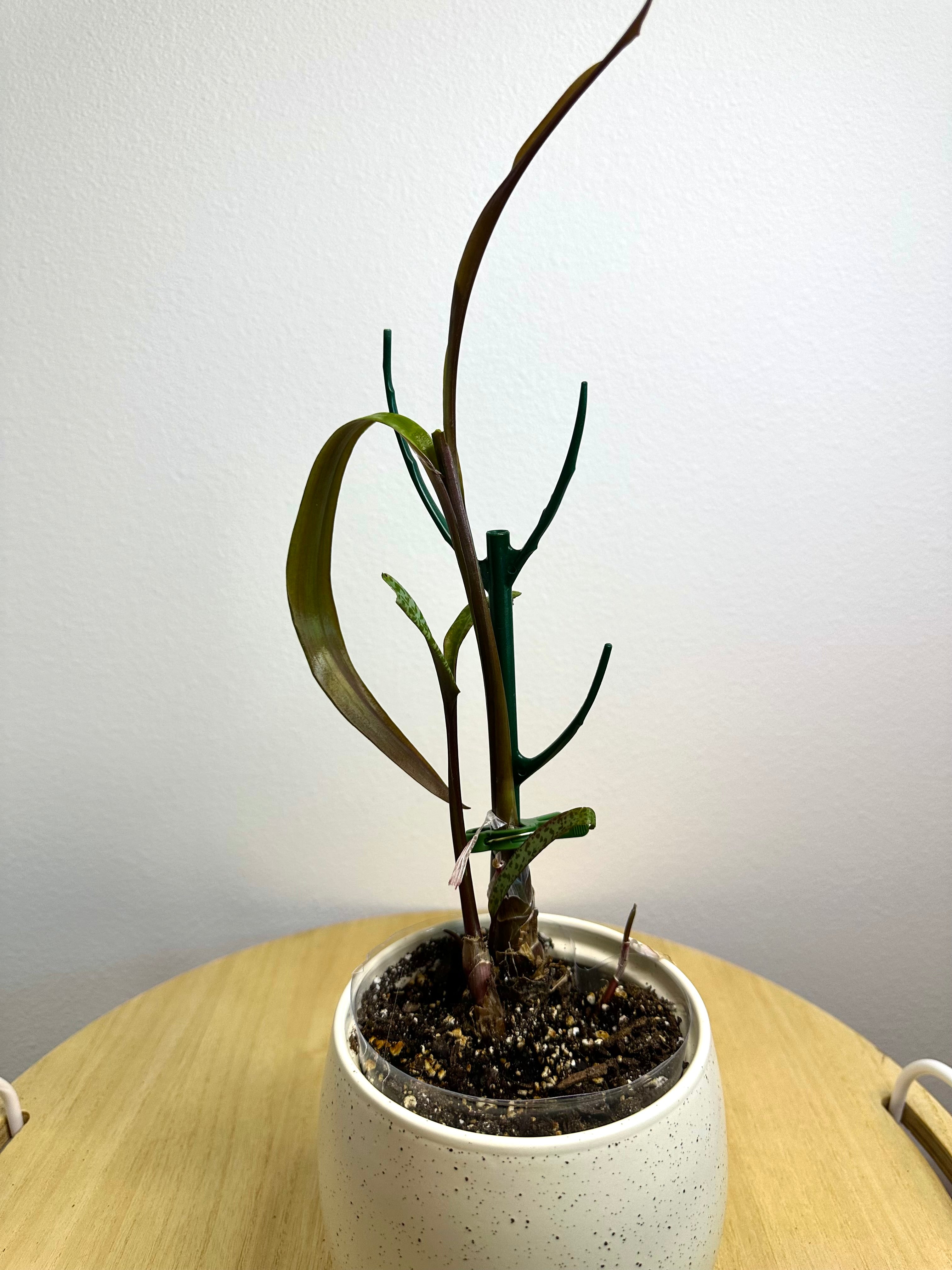 Silver Squill