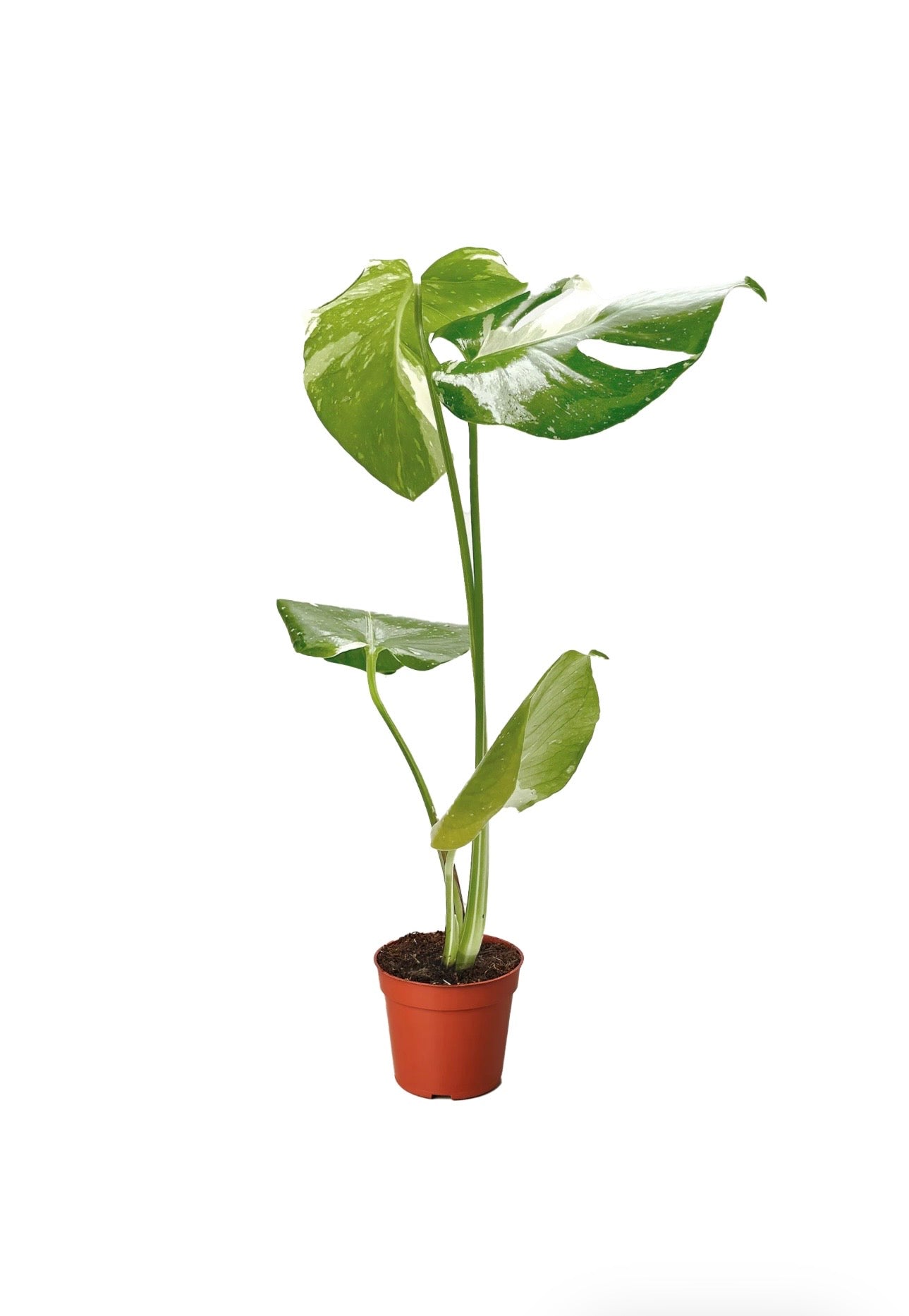 Thai constellation Monstera 4 in