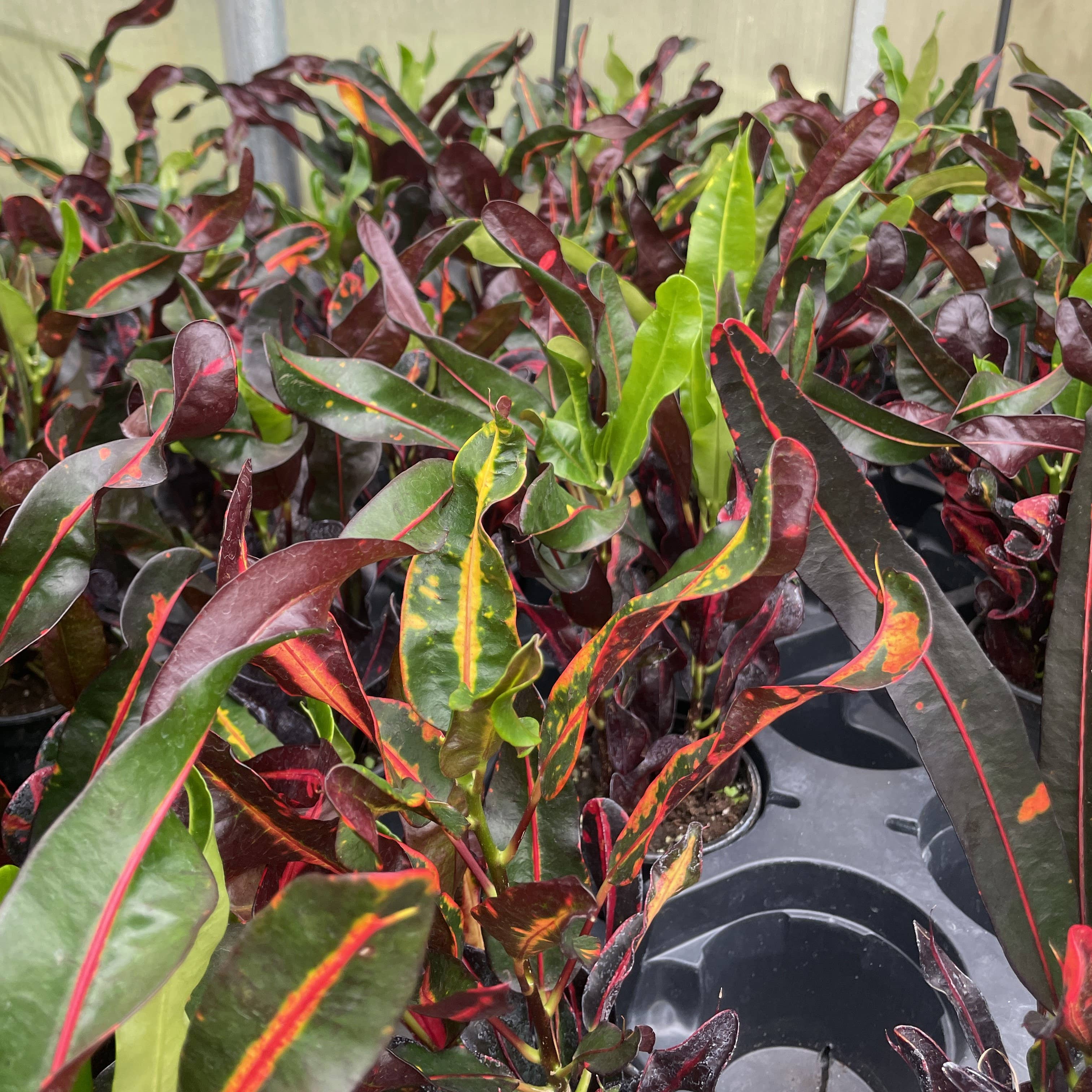 Mammy Croton - 3”