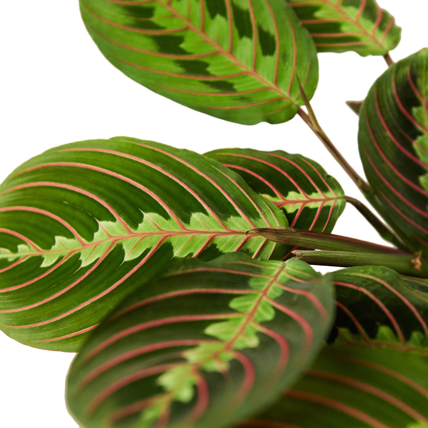Maranta Red 4 in