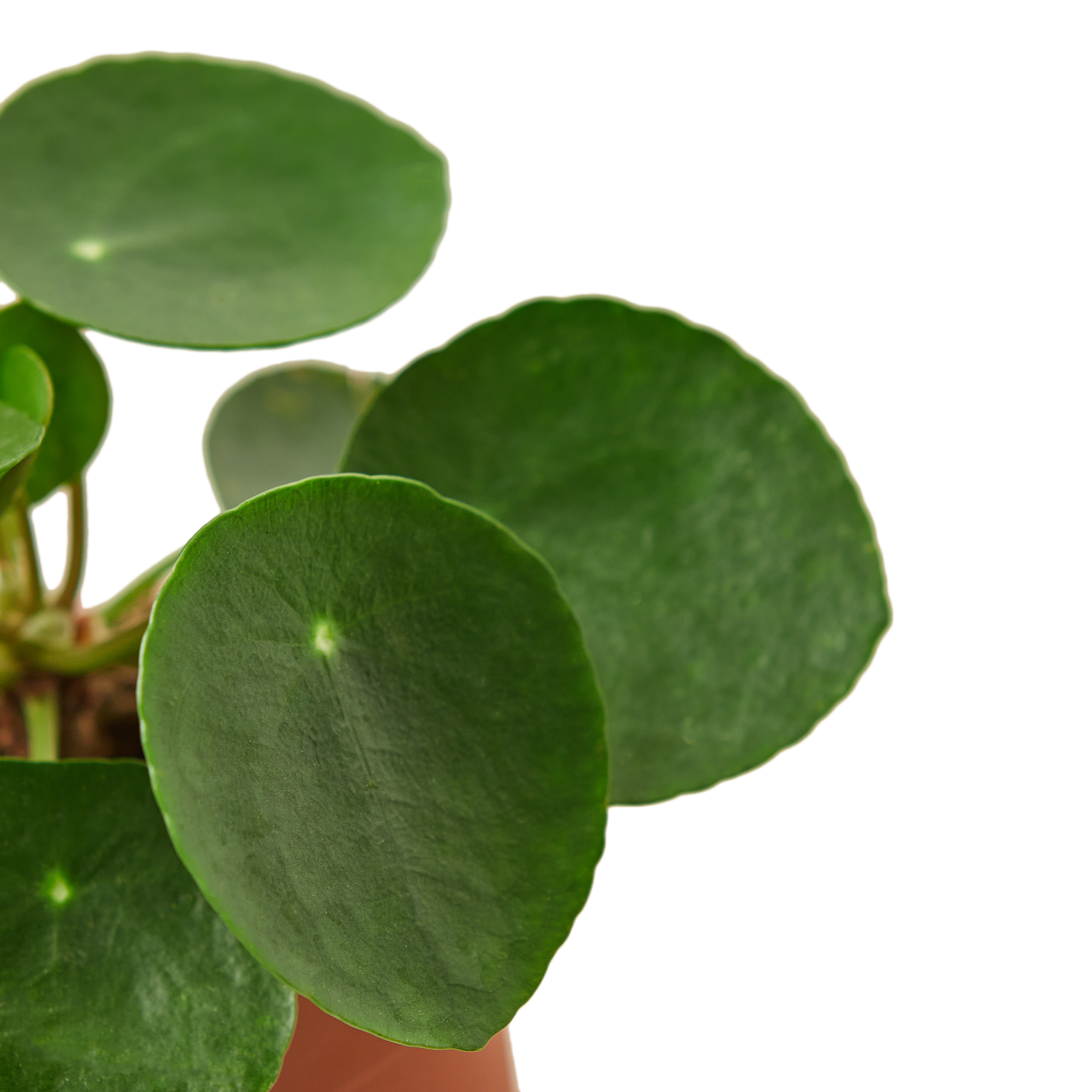PILEA PEPEROMIODES 4-inch