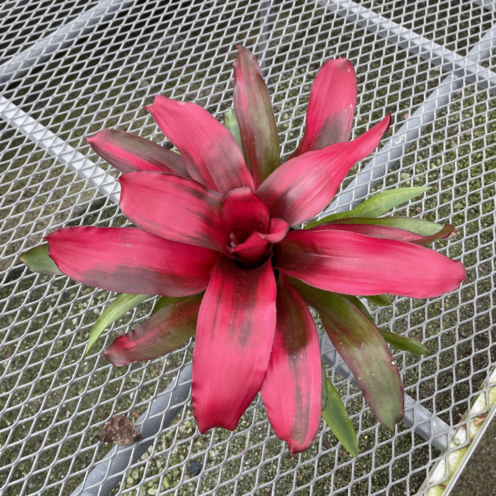 Bromeliad Neoregelia 'Neos' - Live Plant
