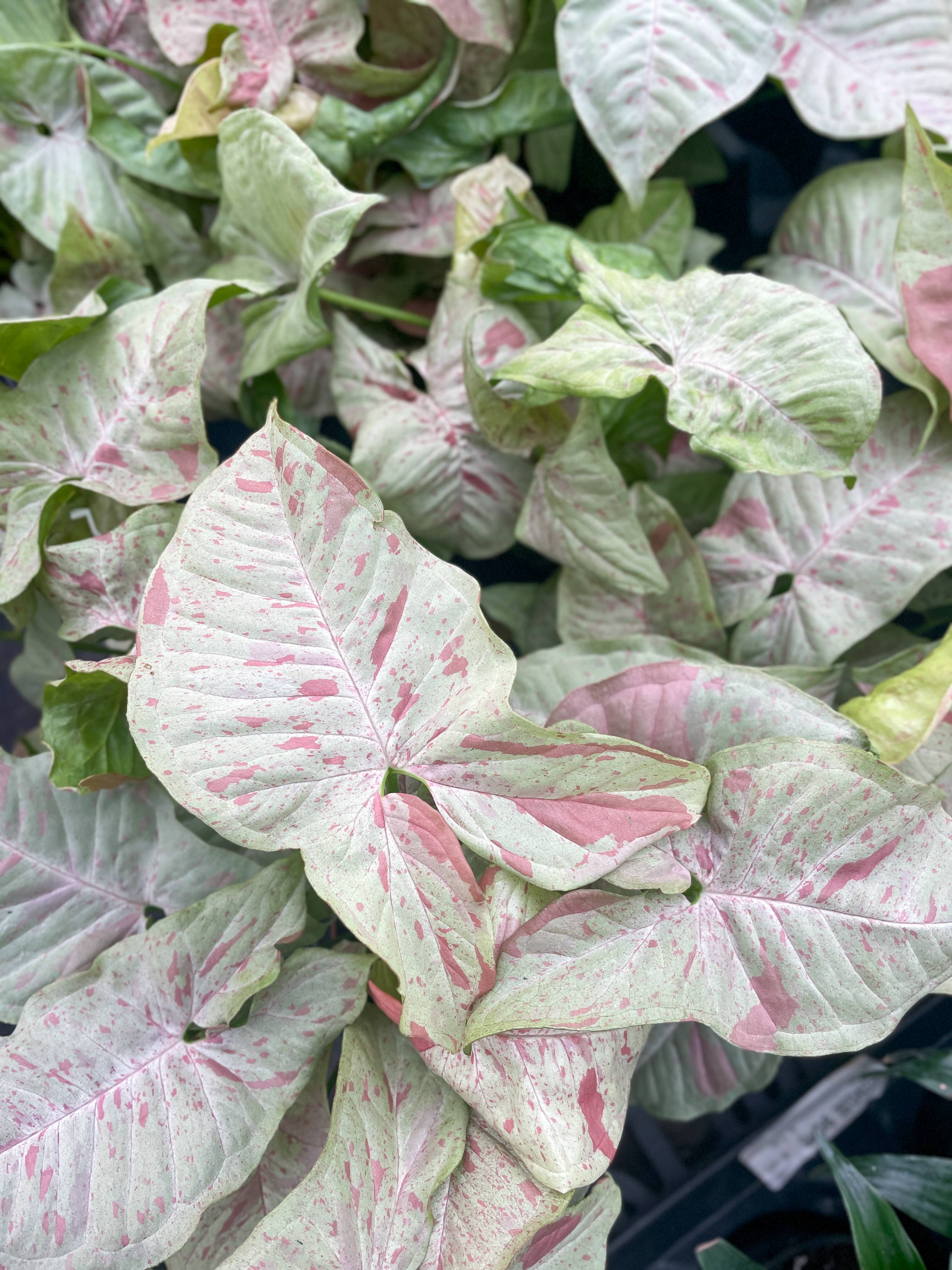 Syngonium Milk Confetti - 4" Live Plant