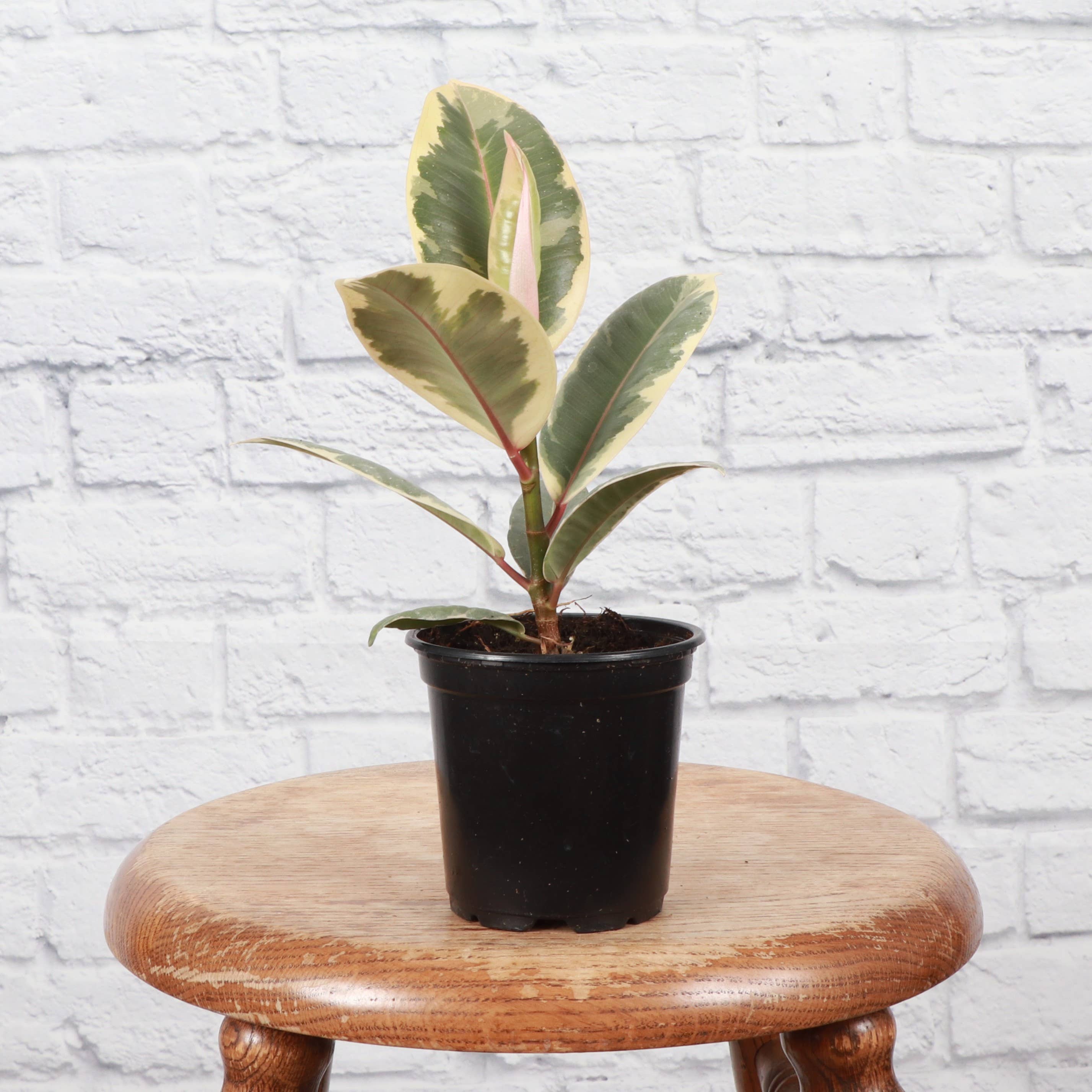 Tineke Rubber Plant - Live Plant