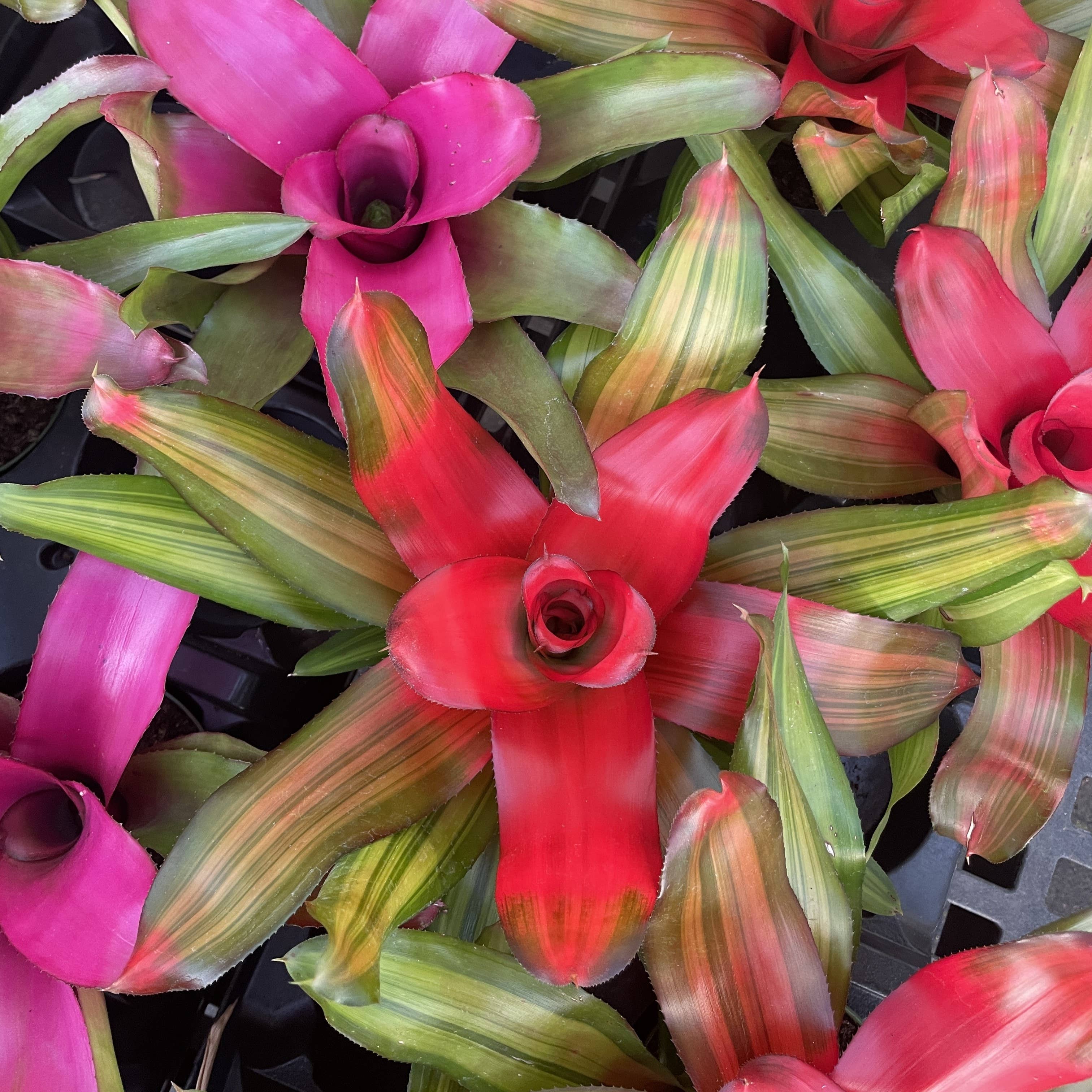 Bromeliad Neoregelia 'Neos' - Live Plant