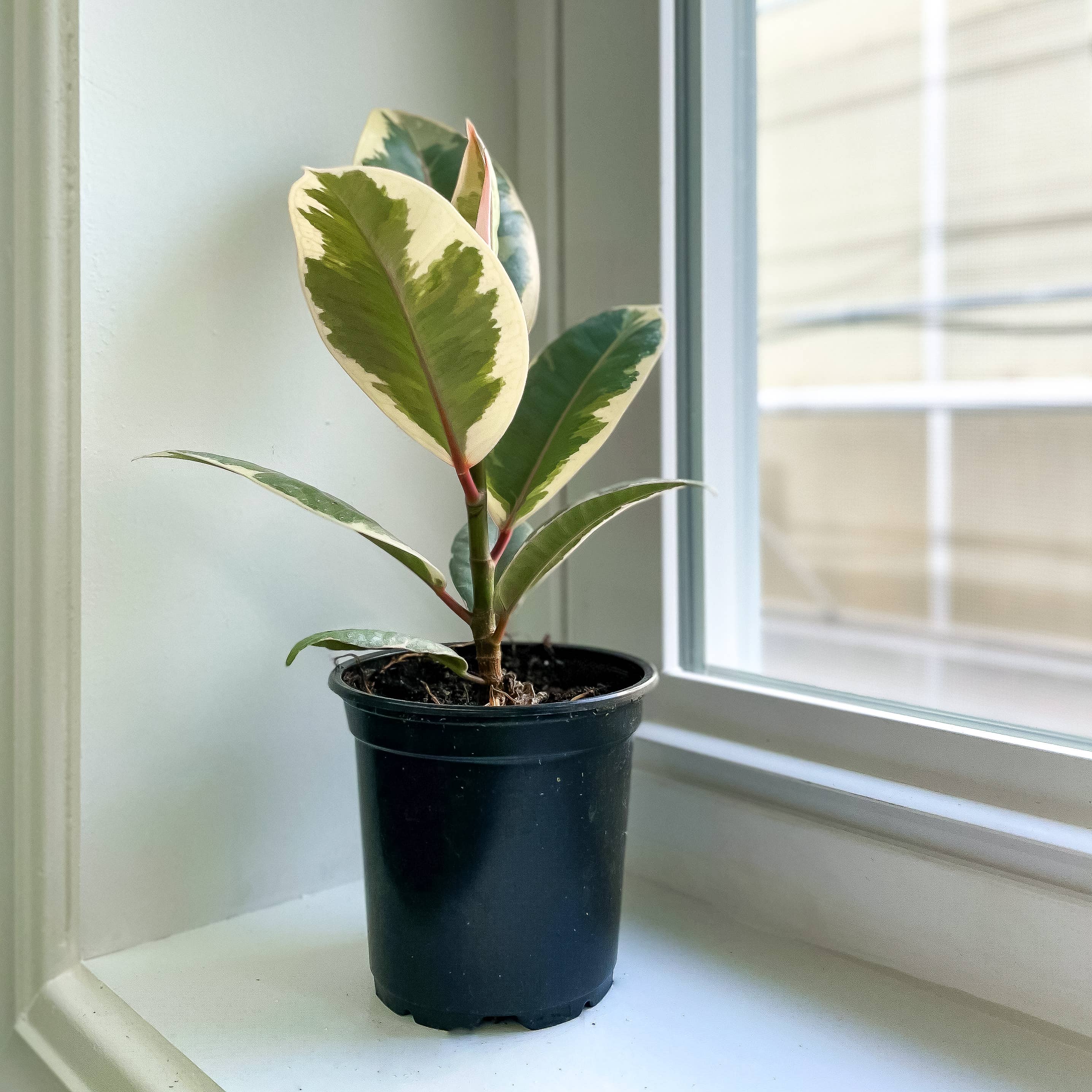 Tineke Rubber Plant - Live Plant