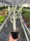 Succulent Euphorbia 'Dragon Bone' - 4" Pot
