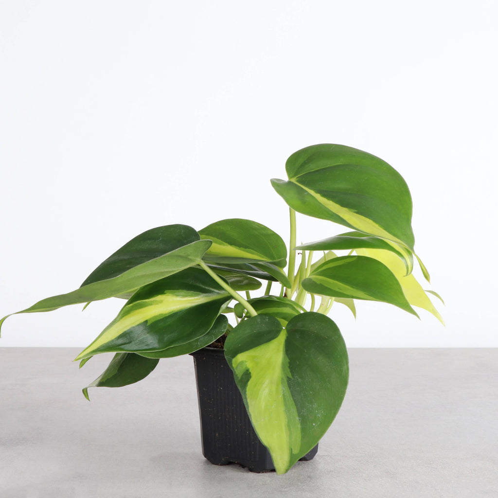 Brazil Philodendron - 4”