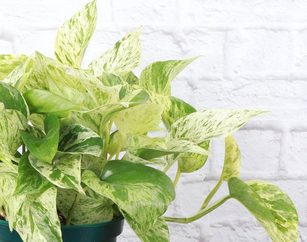 Marble Queen Pothos Plant 4”