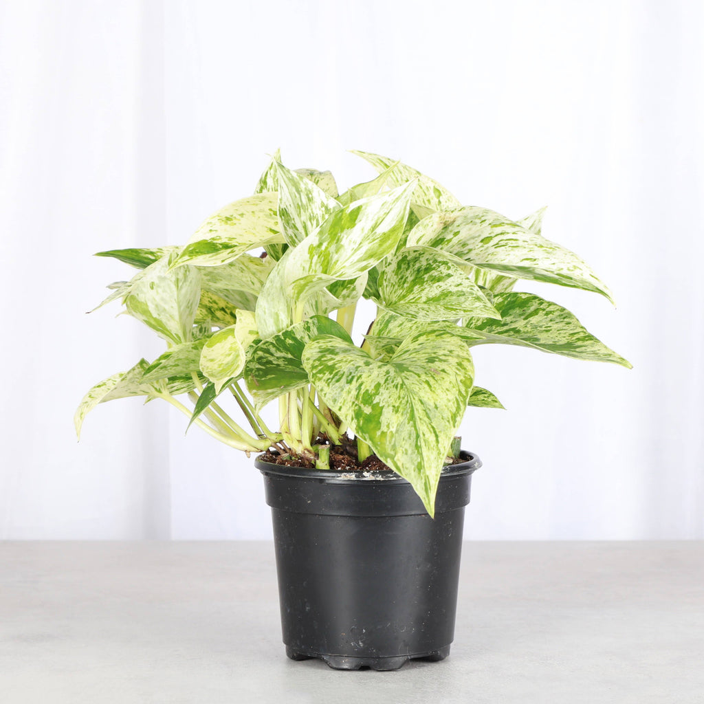 Marble Queen Pothos Plant 4”
