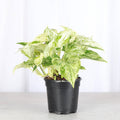 Marble Queen Pothos Plant 4”
