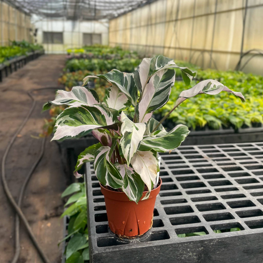 Calathea 'Stella' -4”