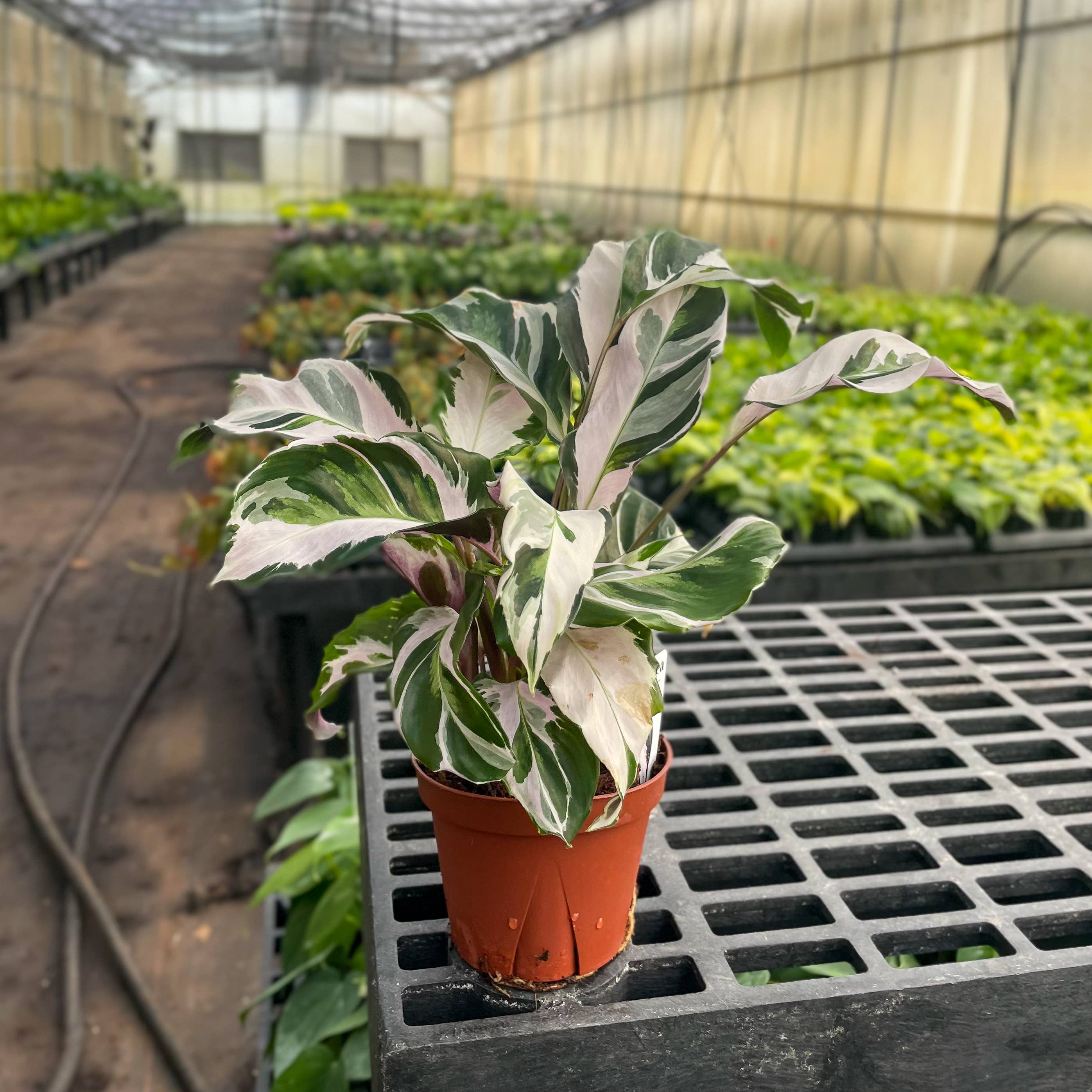 Calathea 'Stella' -4”