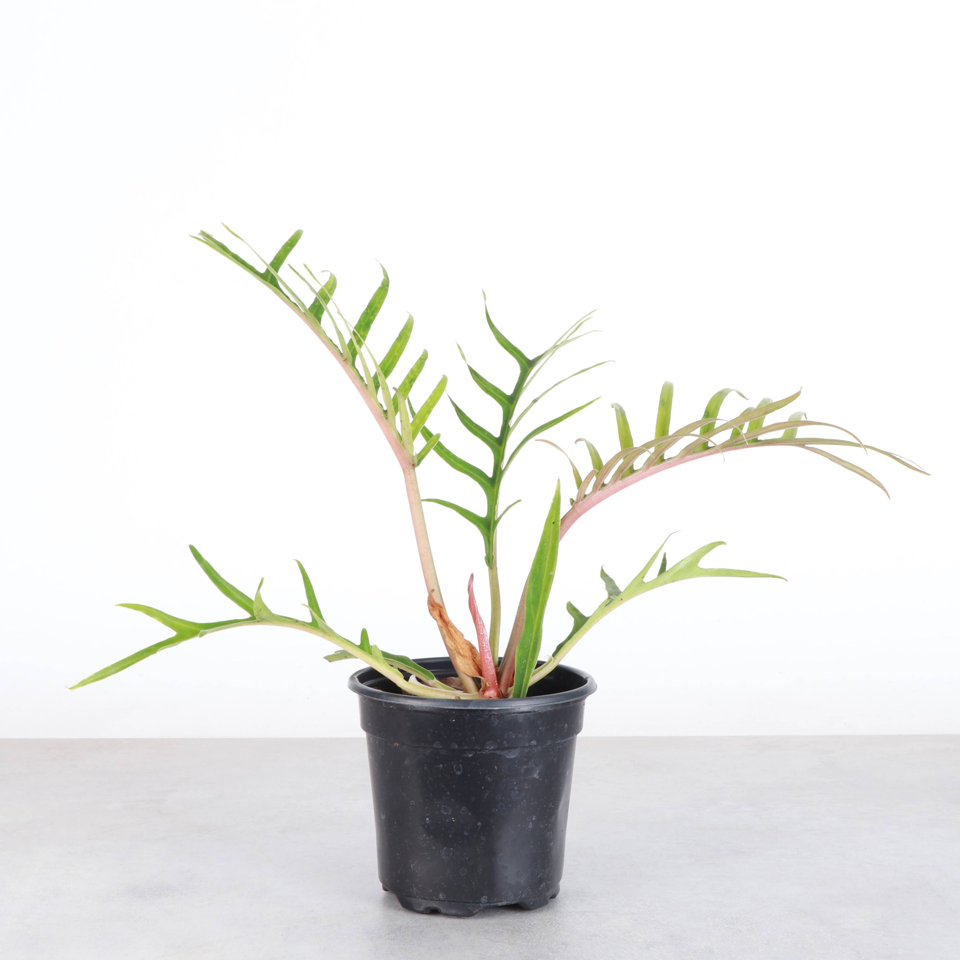 Philodendron Tortum - 4” - Rare