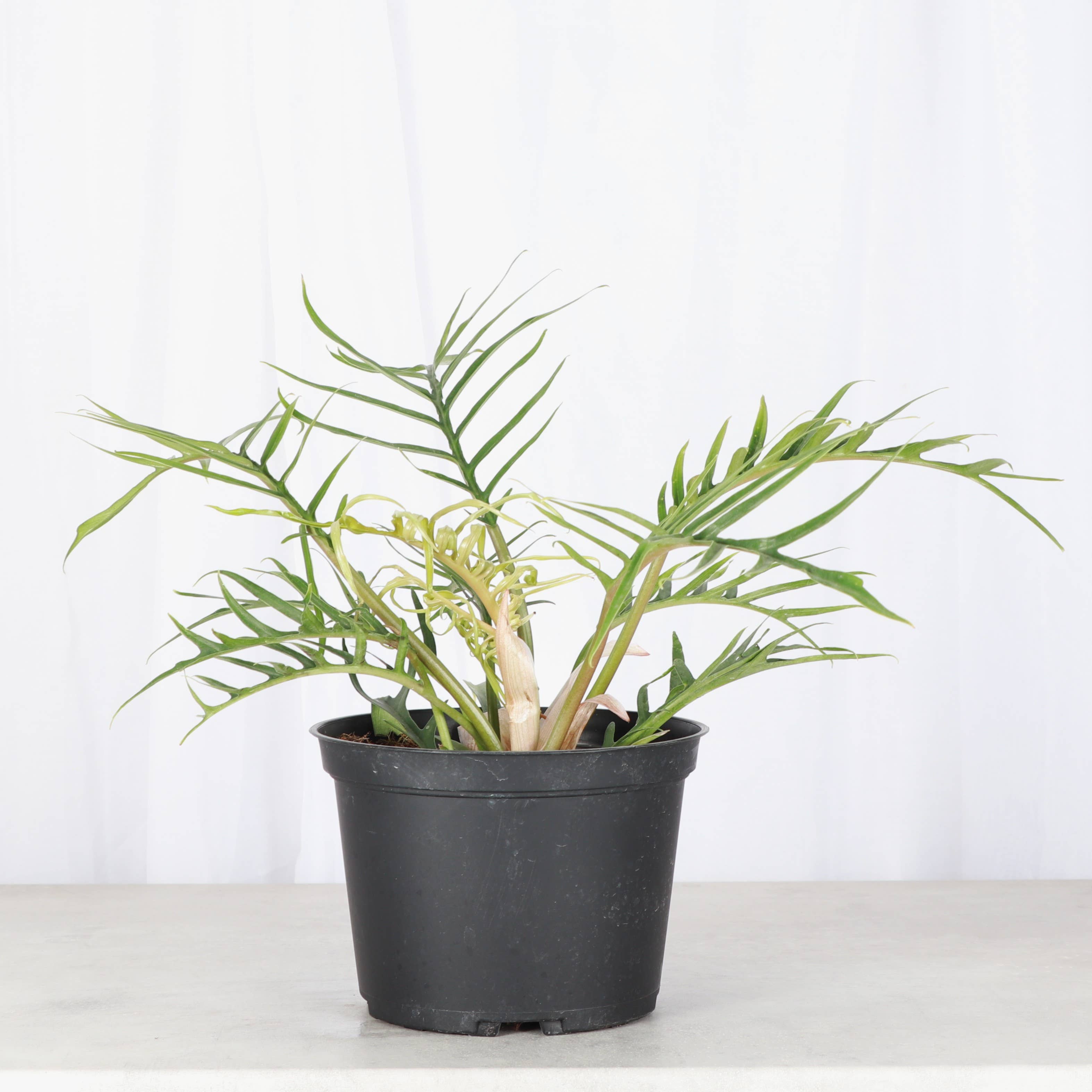 Philodendron Tortum - 4” - Rare