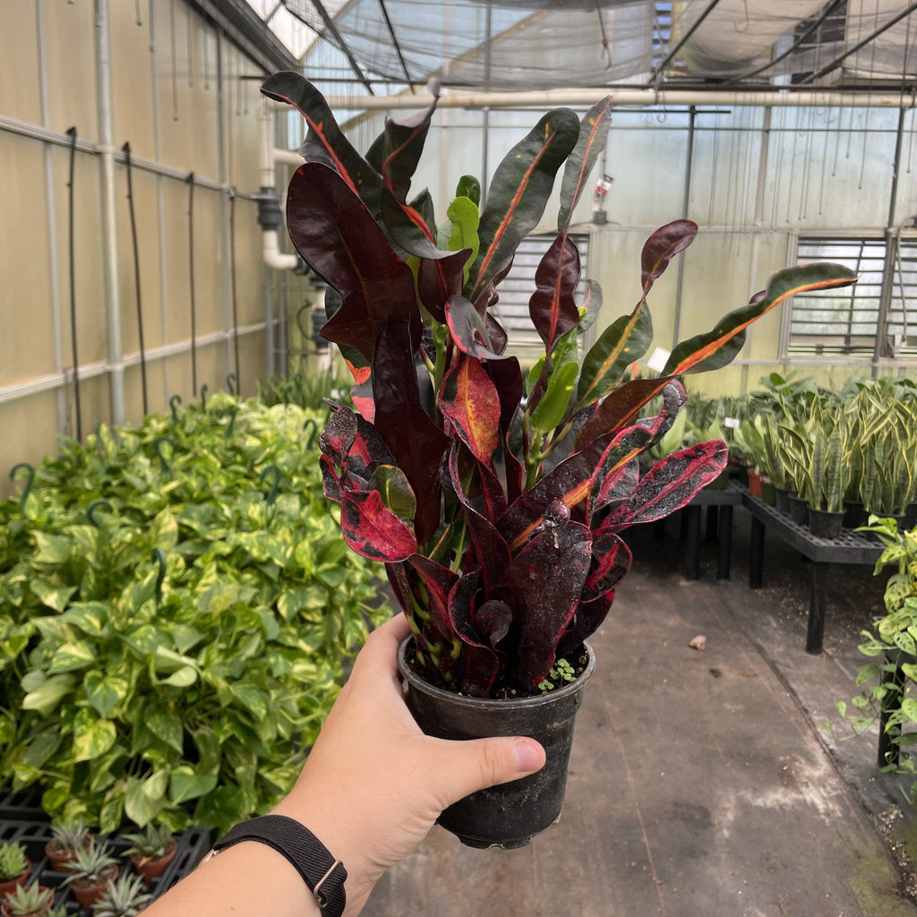 Mammy Croton - 3”