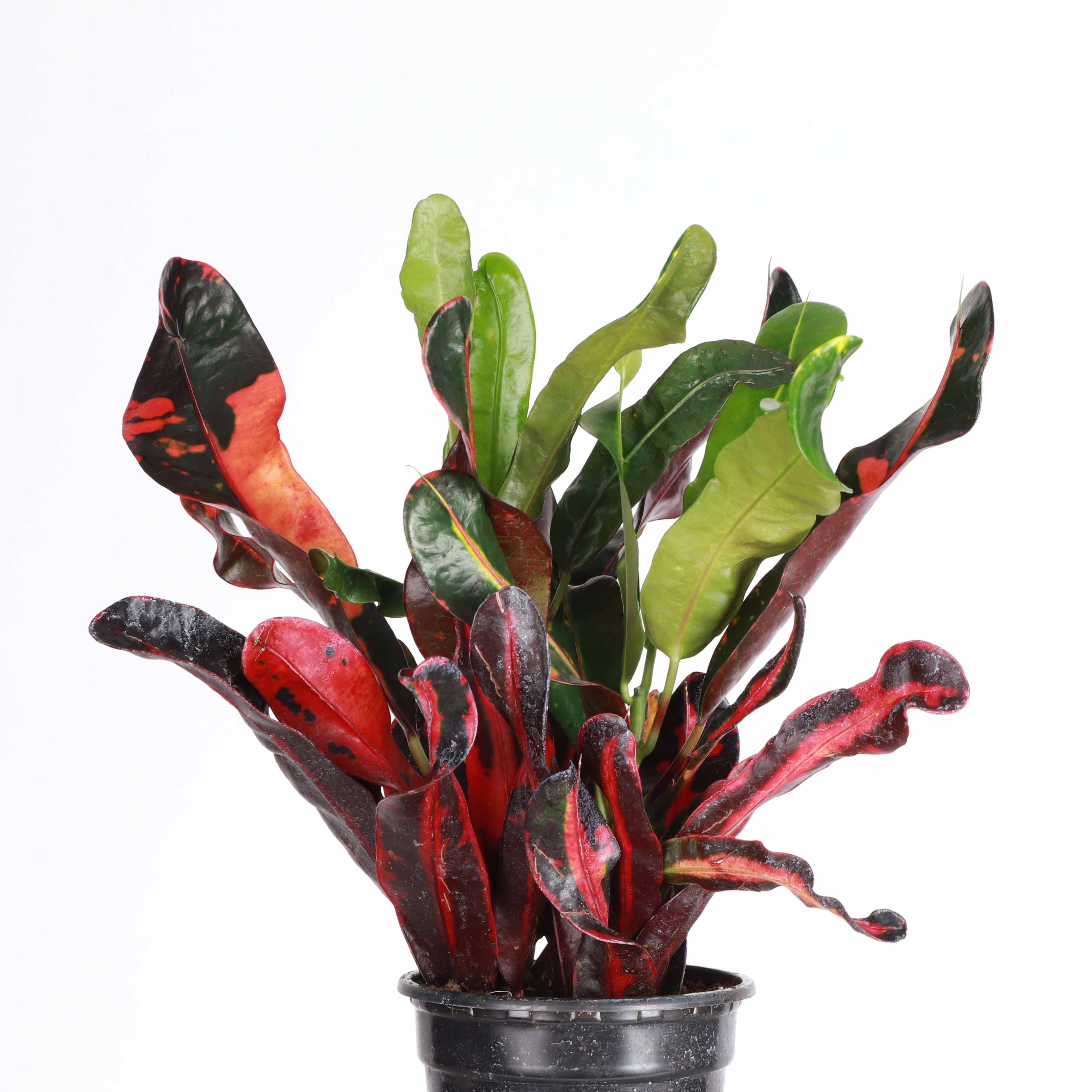 Mammy Croton - 3”