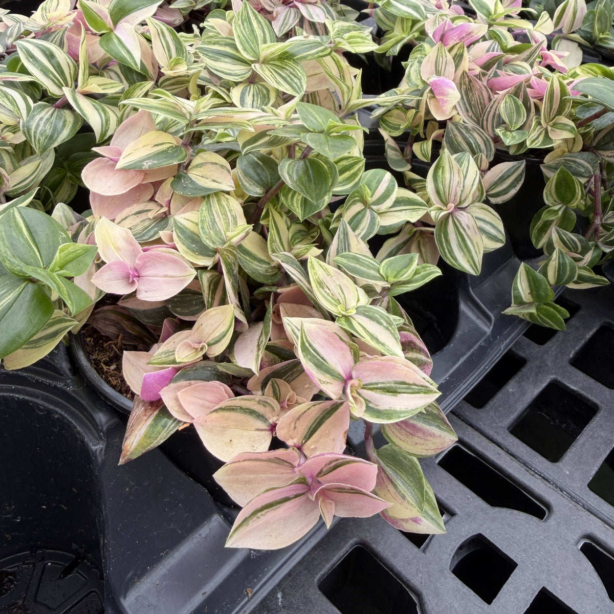 Tradescantia Quadricolor - 4" Live Plant