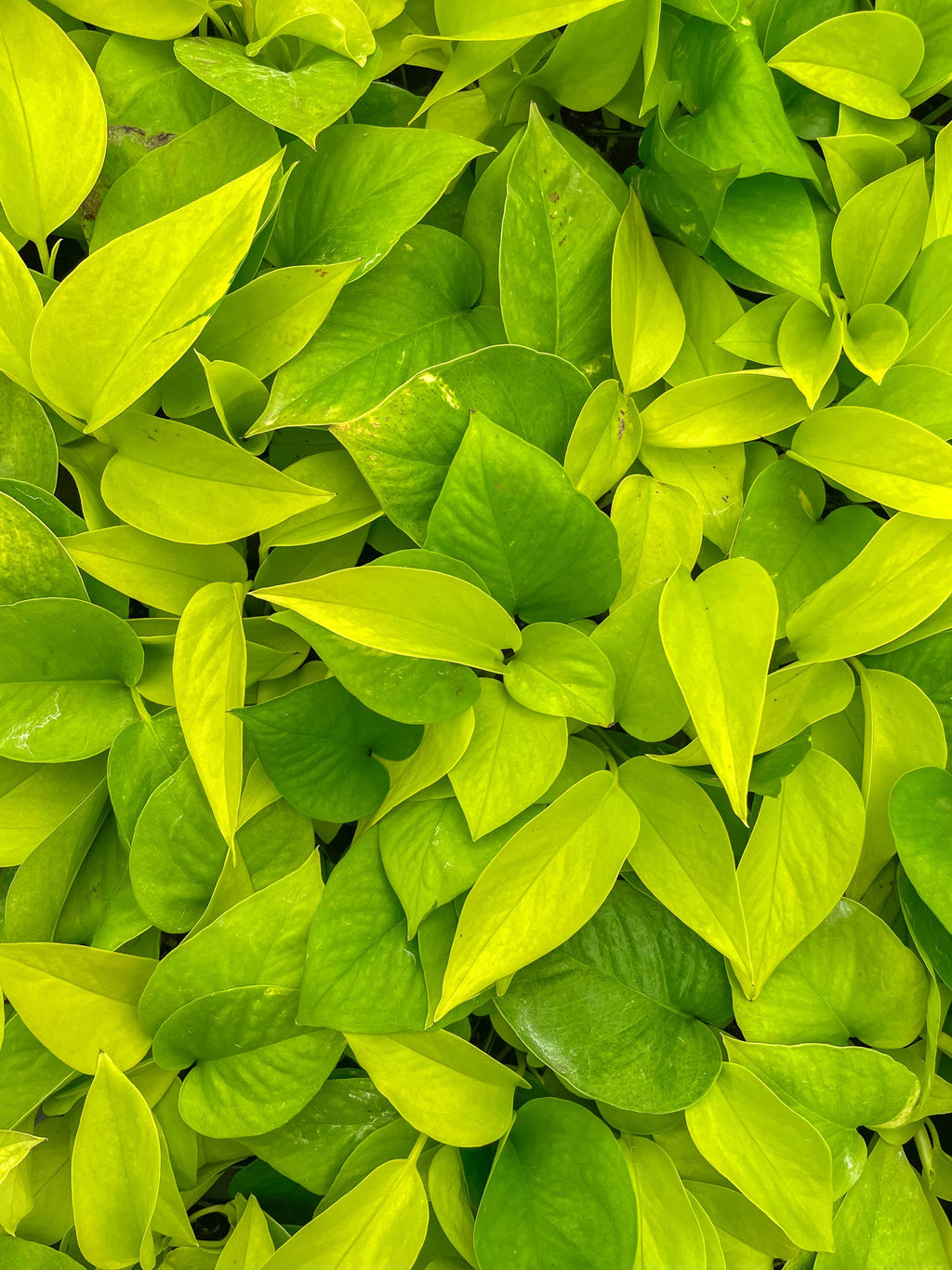 Neon Pothos Plant - 3”