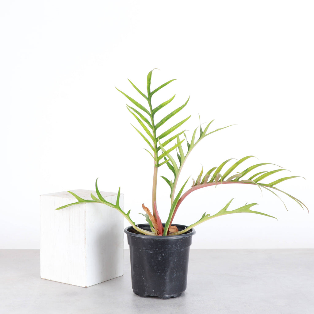 Philodendron Tortum - 4” - Rare
