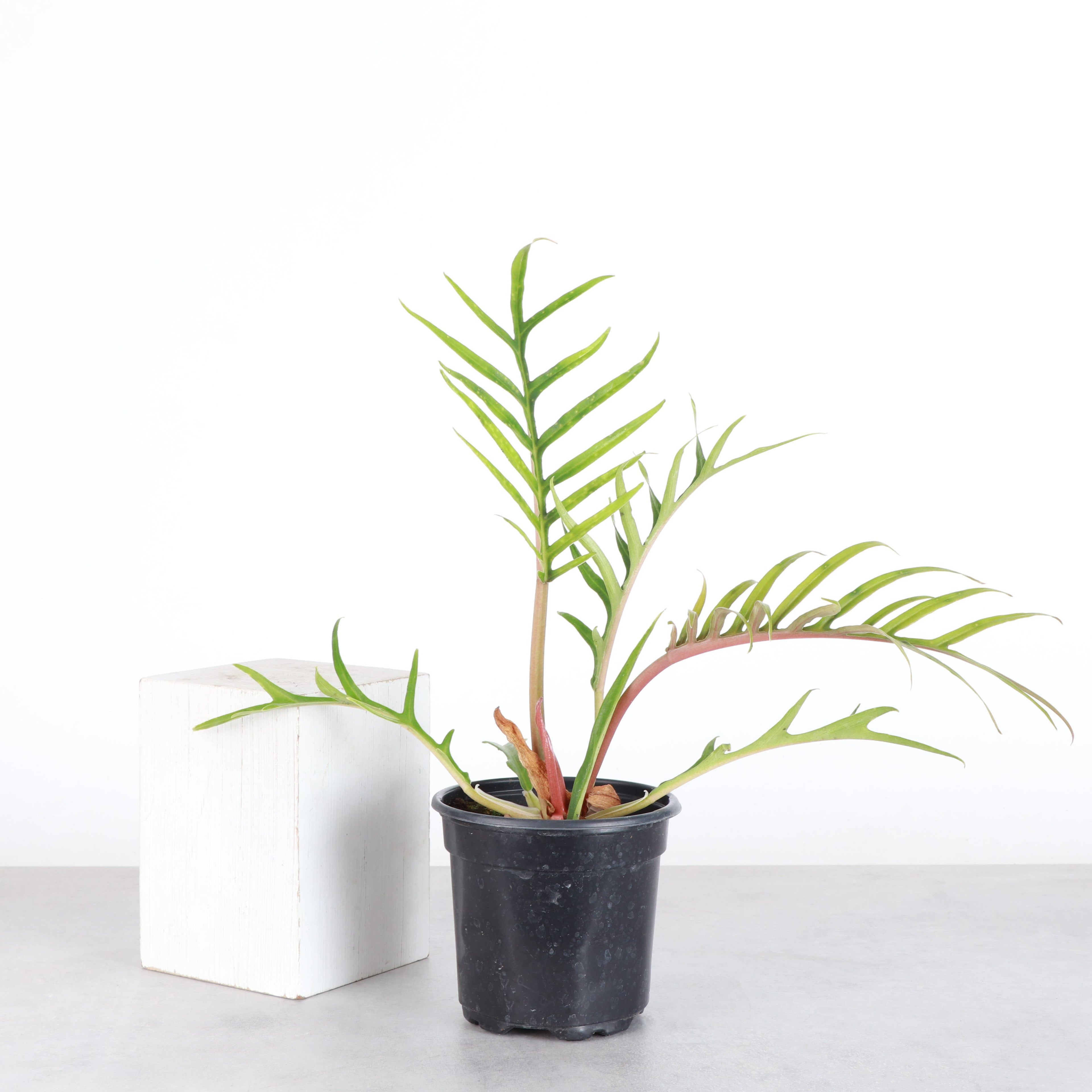 Philodendron Tortum - 4” - Rare