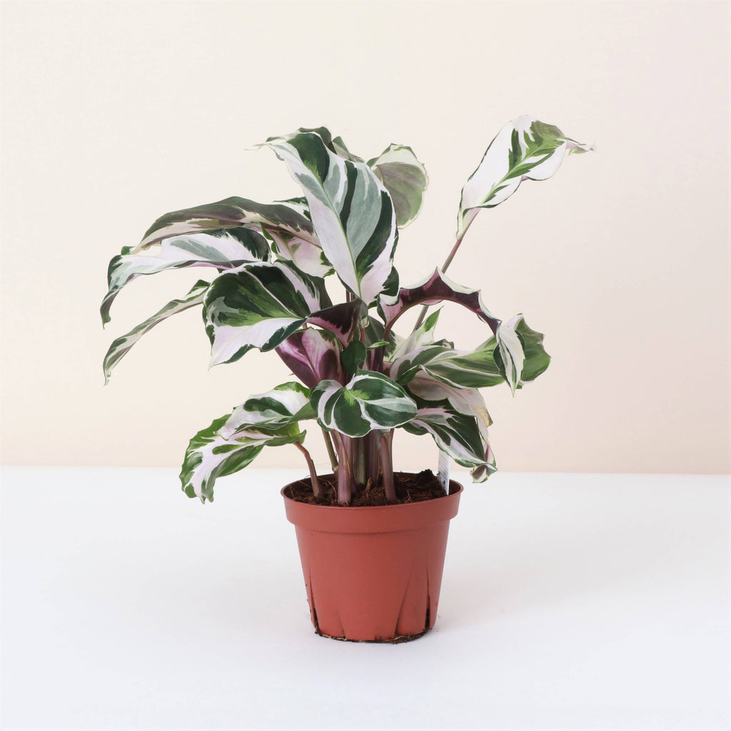 Calathea 'Stella' -4”