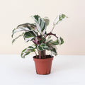 Calathea 'Stella' -4”