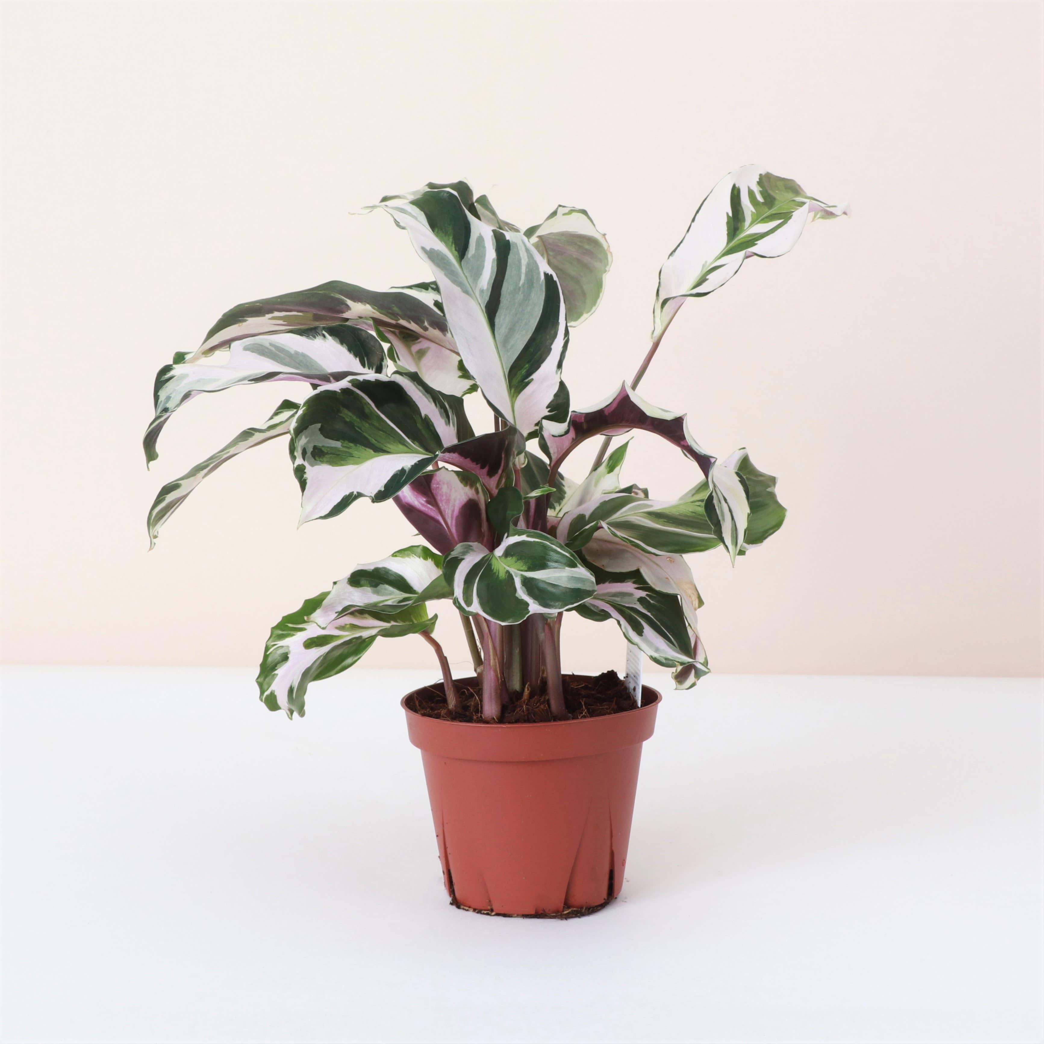 Calathea 'Stella' -4”