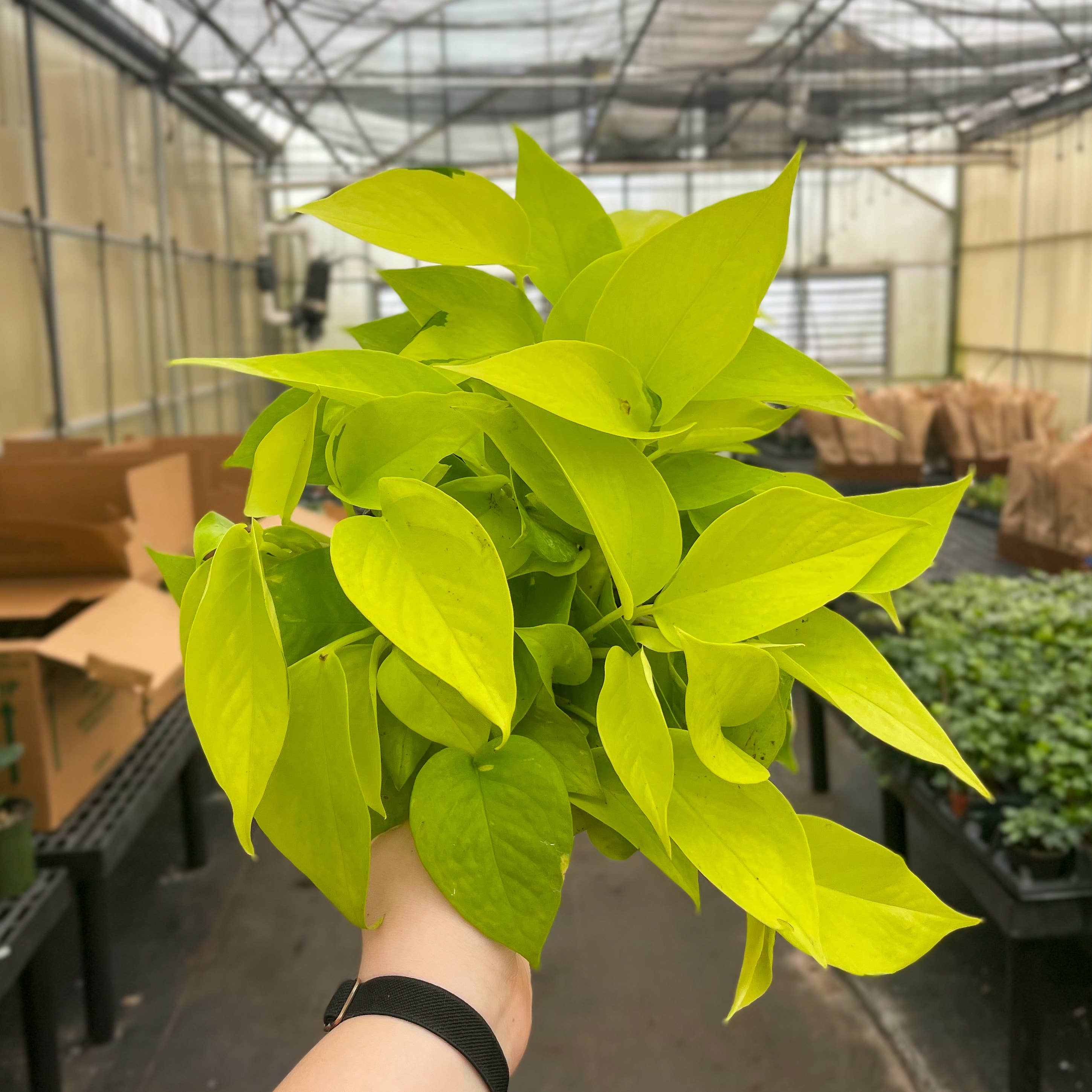 Neon Pothos Plant - 3”