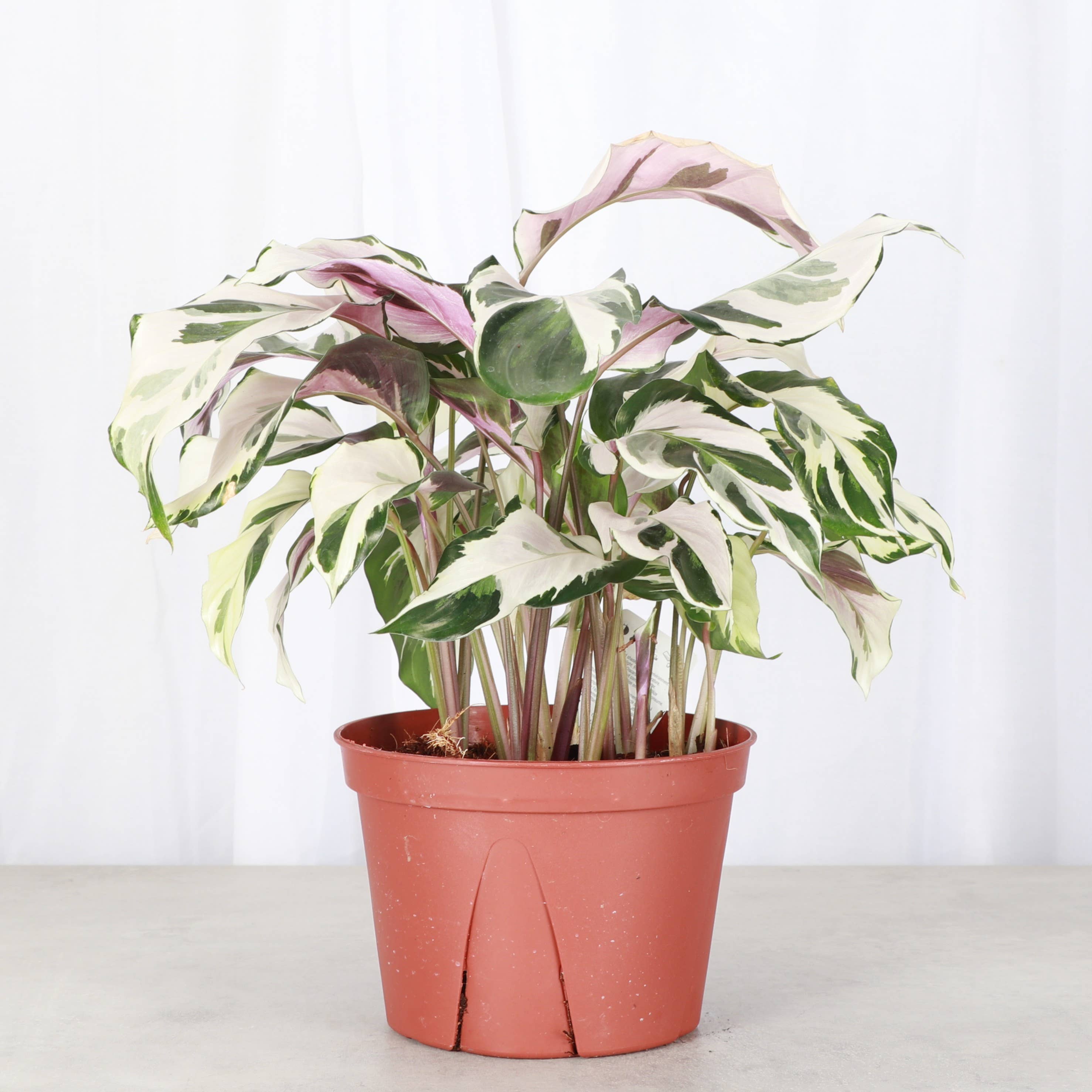 Calathea 'Stella' -4”