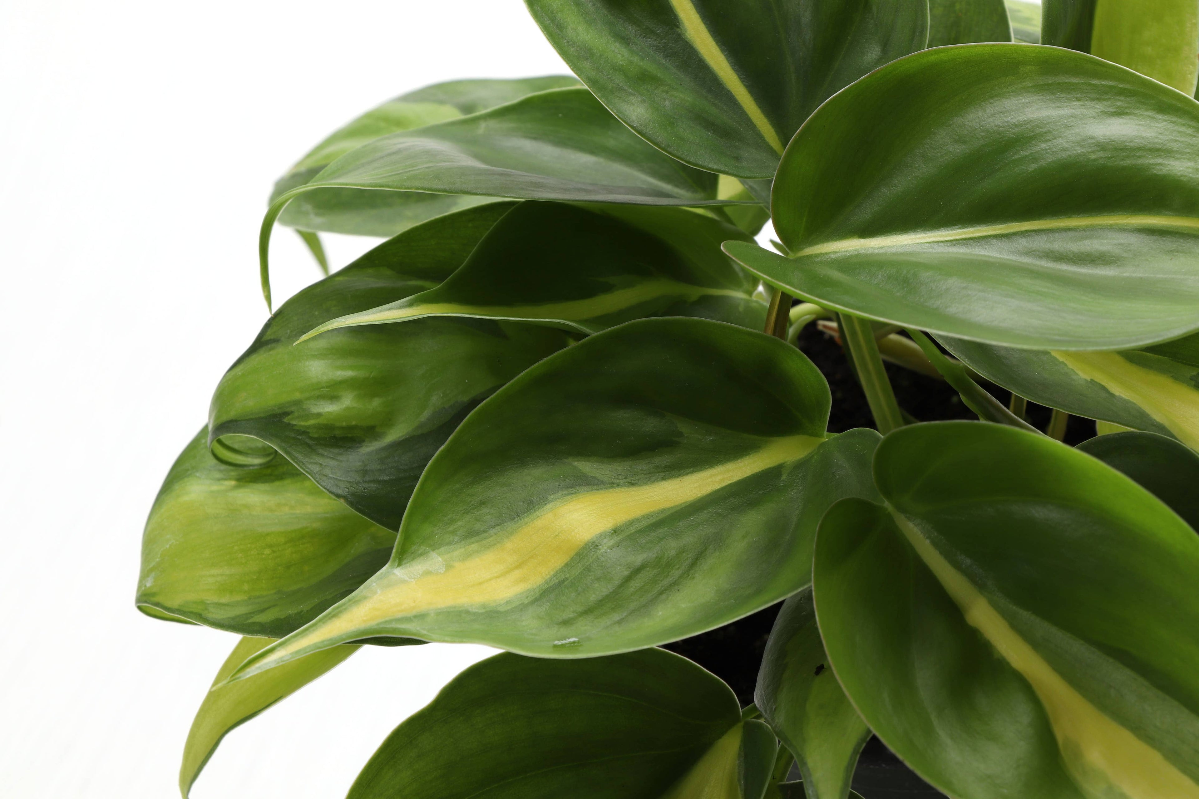 Brazil Philodendron - 4”