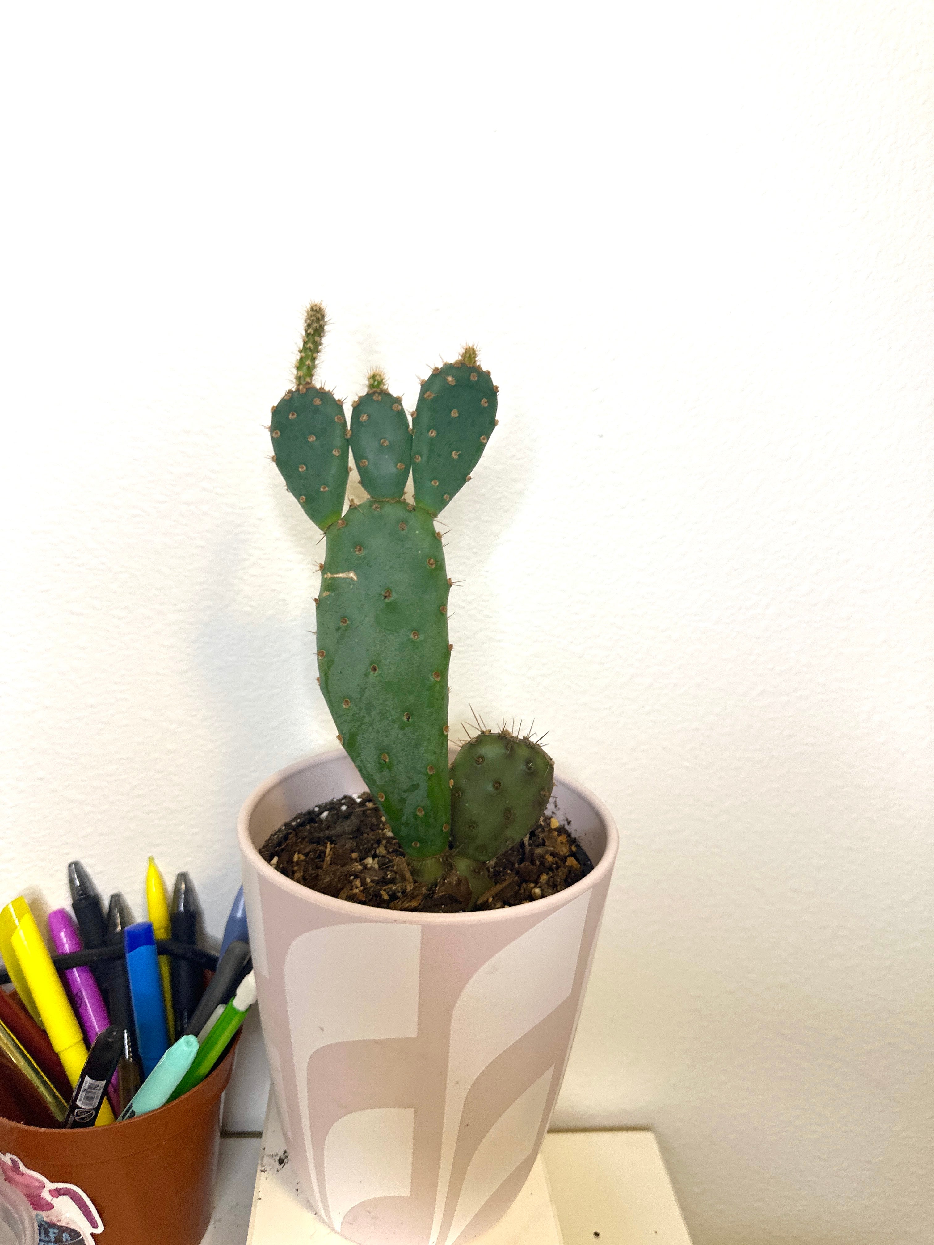 Prickly pear cactus