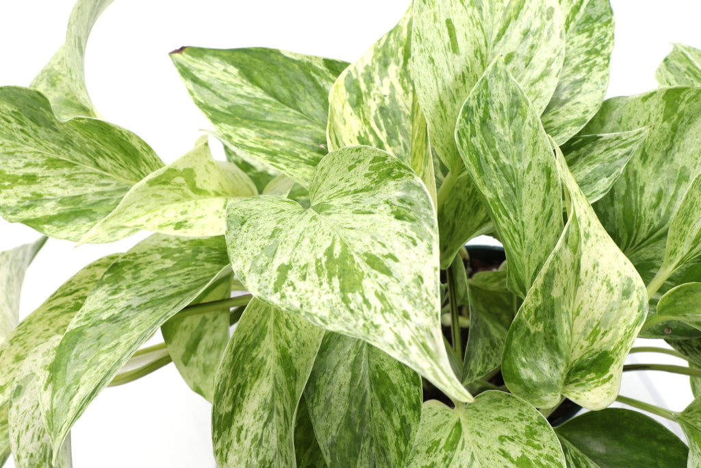 Marble Queen Pothos Plant 4”